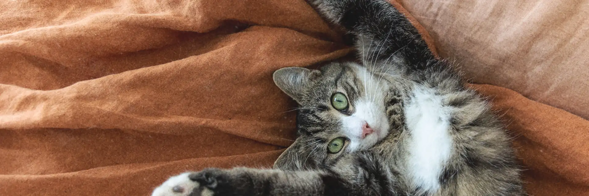 Premium nutrition for your cat banner